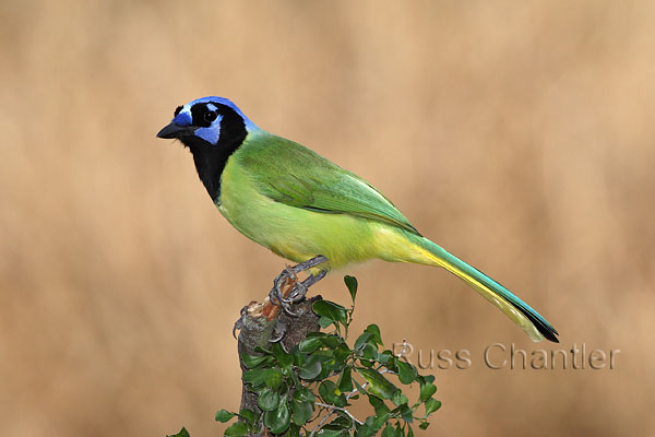 Green Jay © Russ Chantler